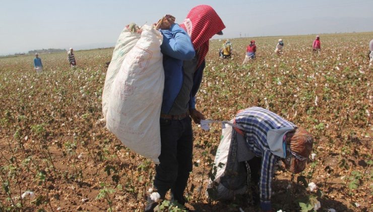 Amik Ovası'nda pamuk hasadı başladı