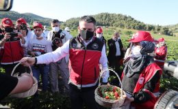 Bakan Pakdemirli, Yayladağı’nda çilek hasadına katıldı