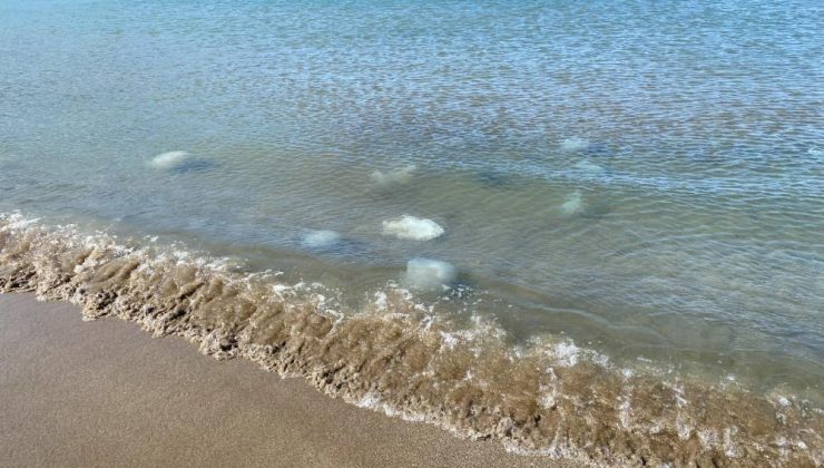 Akdeniz’in Hatay kıyılarında ölü denizanaları kıyıya vurdu