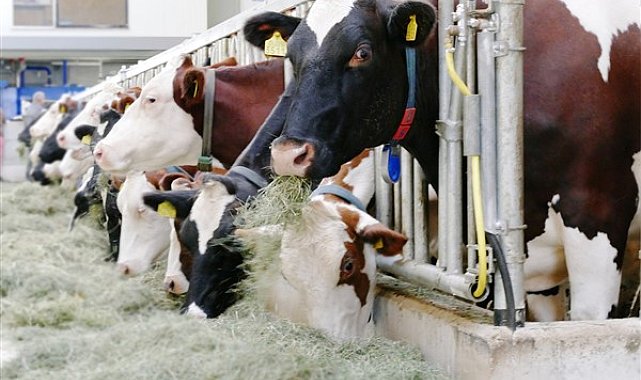 Ocakta 915,5 bin ton inek sütü toplandı