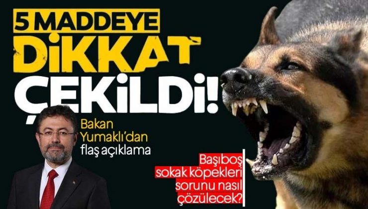 “TÜRKİYE’DE 4 MİLYONA YAKIN BAŞIBOŞ KÖPEK VAR!”