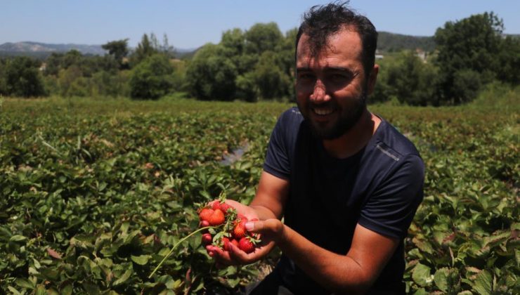 Türkiye’nin en güneyinde bereketli hasat, 40 derece sıcakta serinlemek için litrelerce su tüketiyorlar