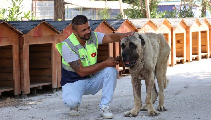 DEPREM BÖLGESİNDE SOKAK HAYVANLARI UNUTULMUYOR  