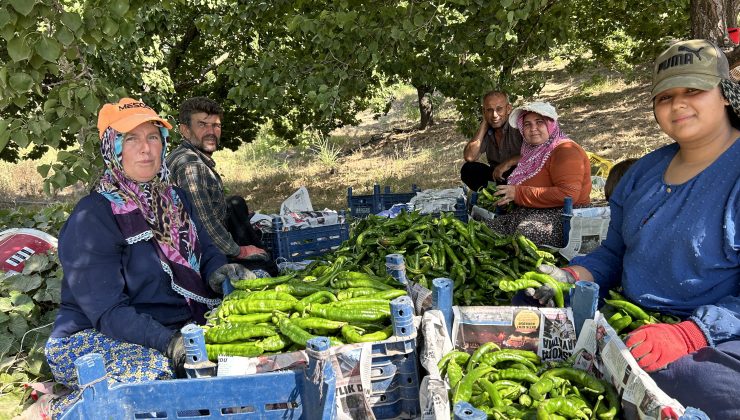 KAVURUCU SICAKTA EN ACI HASAT