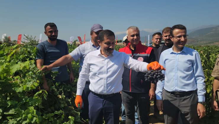 98 BİN TON REKOLTENİN BEKLENDİĞİ HASSA ÜZÜMÜNDE HASAT VAKTİ