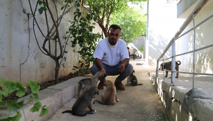 DUVAR ARASINDA SIKIŞAN KÖPEKLER KURTARILDI