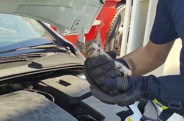 ARABA MOTORUNA SIKIŞAN KEDİ KURTARILDI