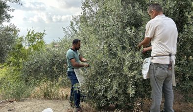 DEPREM BÖLGESİNDE YÜZ GÜLDÜREN HASAT