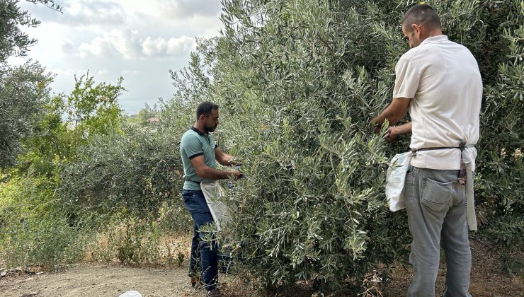 DEPREM BÖLGESİNDE YÜZ GÜLDÜREN HASAT