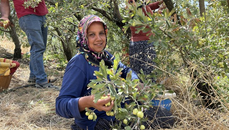 DEPREMZEDE ÜRETİCİ ALIÇ İHRAÇ EDİLİYOR 