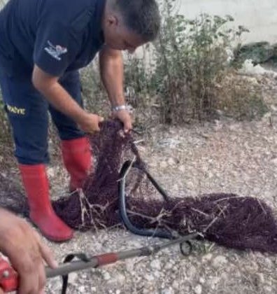 HATAY’DA BALIK AĞINA TAKILAN YILAN KURTARILDI  