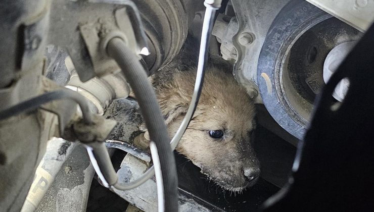 ARAÇ MOTORUNA GİREN KÖPEK, LASTİK SÖKÜLEREK KURTARILDI  