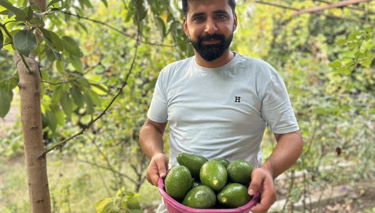 AVOKADO TARLADA TANESİ 20 TL’DEN ALICI BULUYOR  