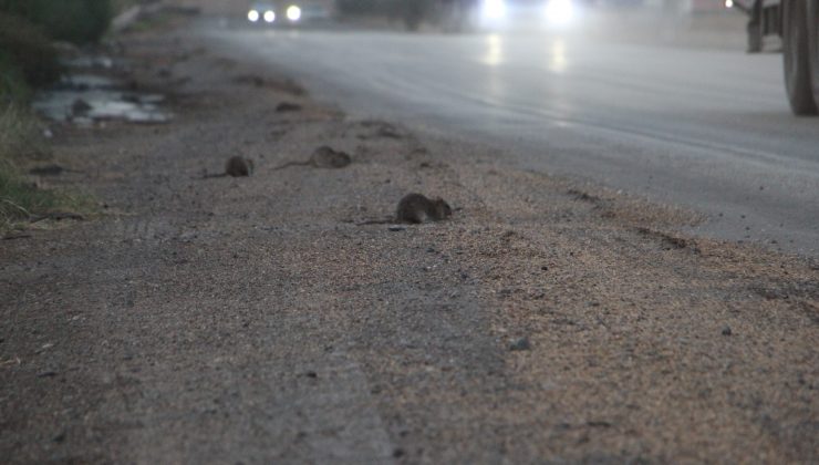 ARABADAN DÖKÜLEN TAHILLARLA BESLENEN FARELER, KARA YOLUNU İSTİLA ETTİ