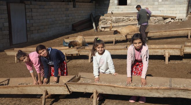 ÖĞRENCİLERİNE ÖDEV OLARAK İNEK SAĞDIRIYOR