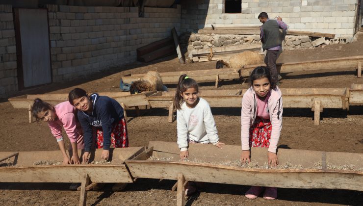 ÖĞRENCİLERİNE ÖDEV OLARAK İNEK SAĞDIRIYOR