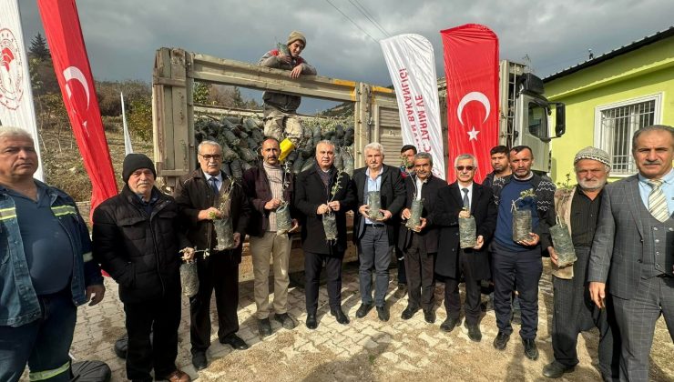 HATAY’DA ÇİFTÇİLERE 4 BİN ADET ALIÇ FİDANI DAĞITILDI