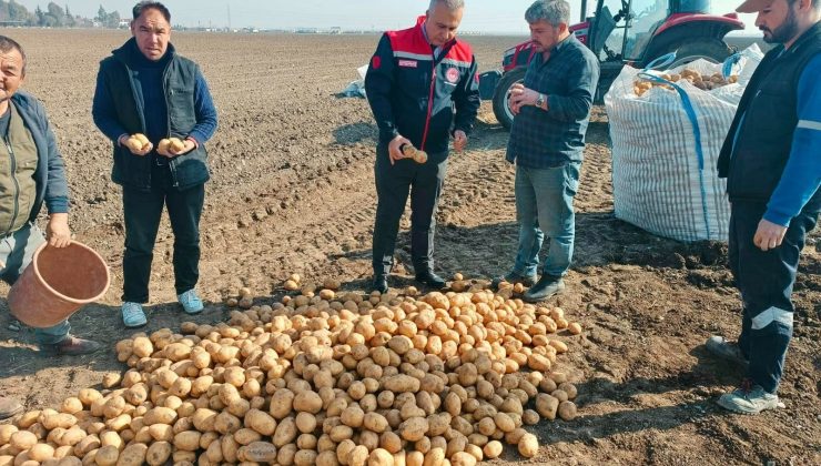 HATAY’DA PATATES HASADI DEVAM EDİYOR