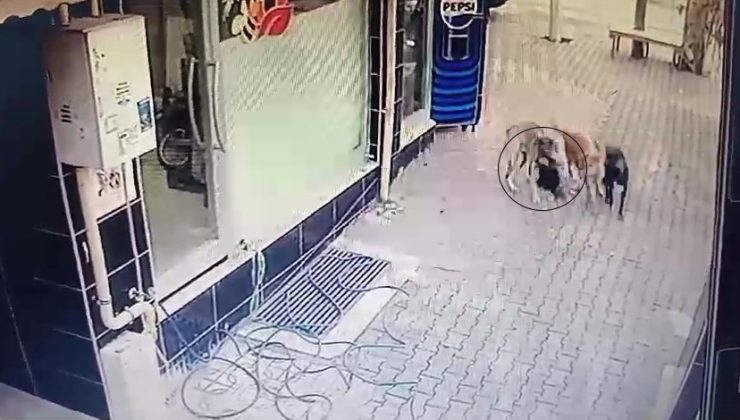 BAŞIBOŞ SOKAK KÖPEKLERİ TAVUĞU TELEF ETTİ 