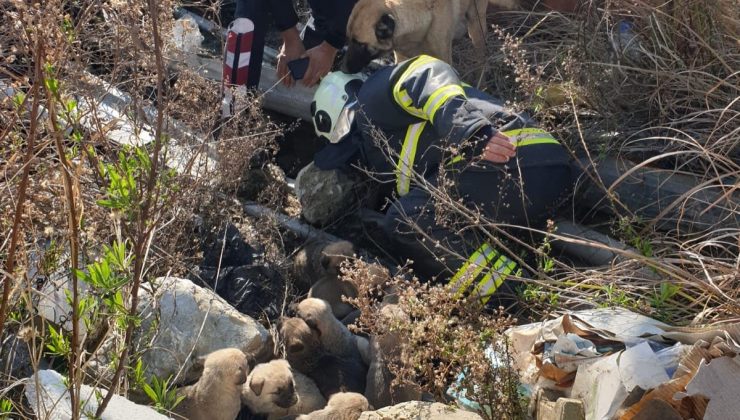 ANTAKYA’DA ÇUKURA DÜŞEN YAVRU KÖPEKLERİ İTFAİYE KURTARDI   